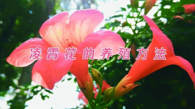 凌霄花的养殖方法是什么?