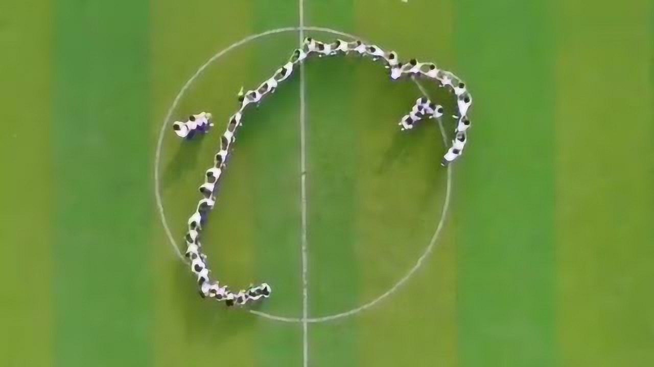 真人版贪吃蛇 毕业视频