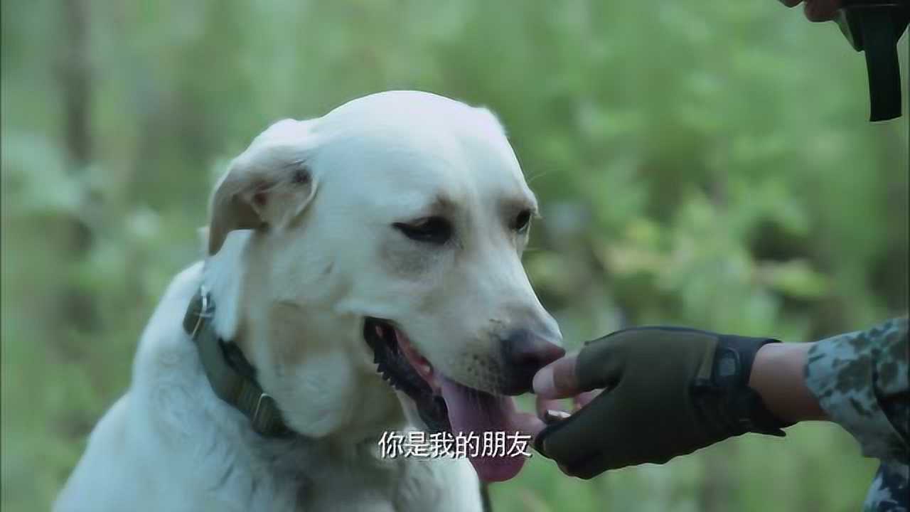 神犬奇兵回忆小米一生的事迹营救主人执行任务等待伴侣