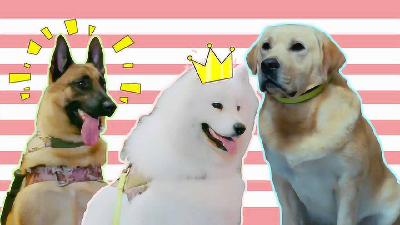 《神犬小七3》魔性打开小七逗比日常:撒娇卖萌求爱情!