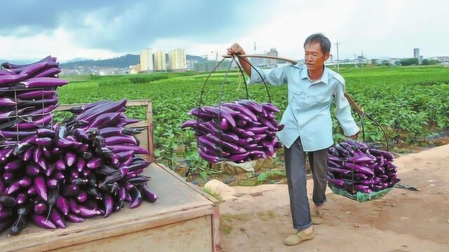 农村俗语:“茄子要栽阔,辣椒要栽窝”,什么意思?有道理吗?