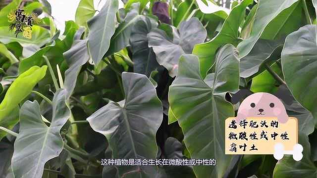 才知道红苞喜林芋的种植方式这么简单,以前还真是不太懂