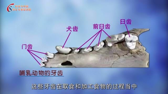 哺乳动物的演化历程:哺乳动物的牙齿结构