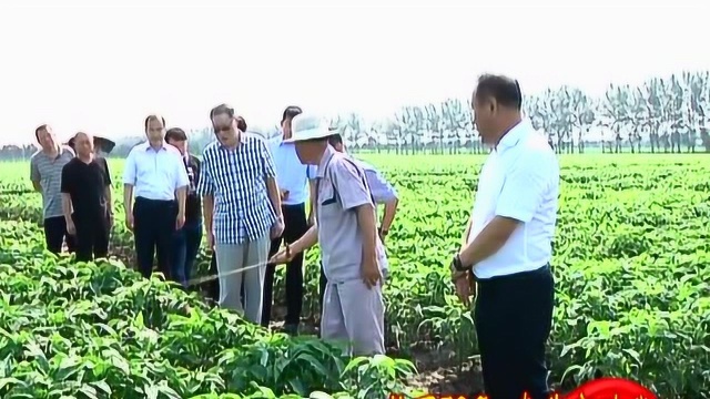 张子林到北方大豆研究所实验基地调研大豆品种繁育工作