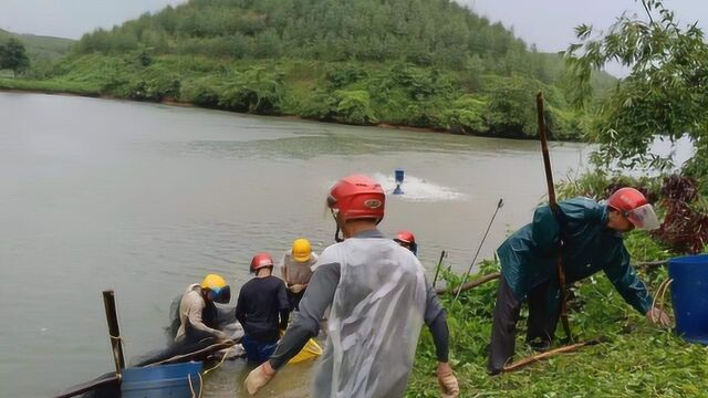 不打工,在农村承包一张20亩的鱼塘,年赚多少钱?塘主说出实话