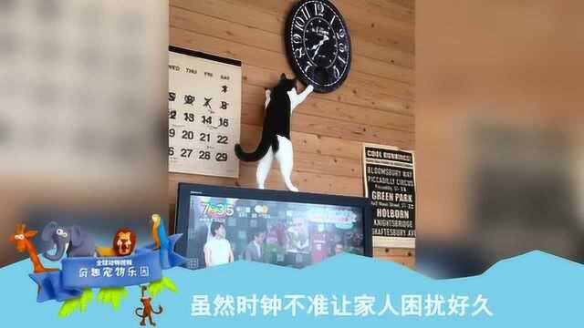 猫咪成人精 站着调时钟