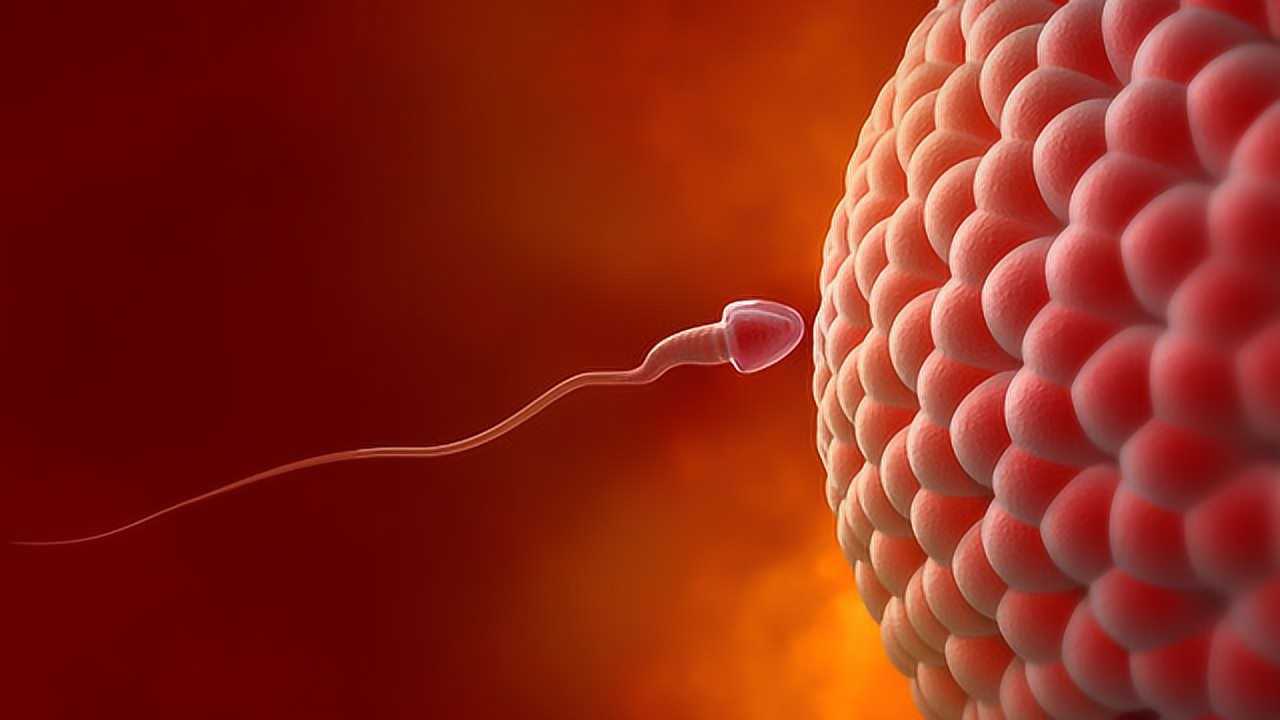 女人是怎样怀孕的？3D动画演示全程，场面堪比真人实拍！_腾讯视频