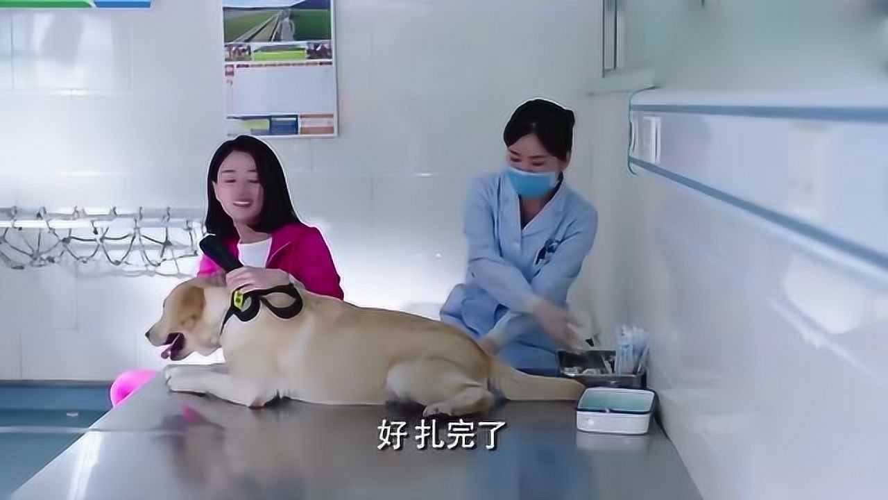 警花们带警犬们去献血结果妞妞一来直接蹦上献血台简直太酷了