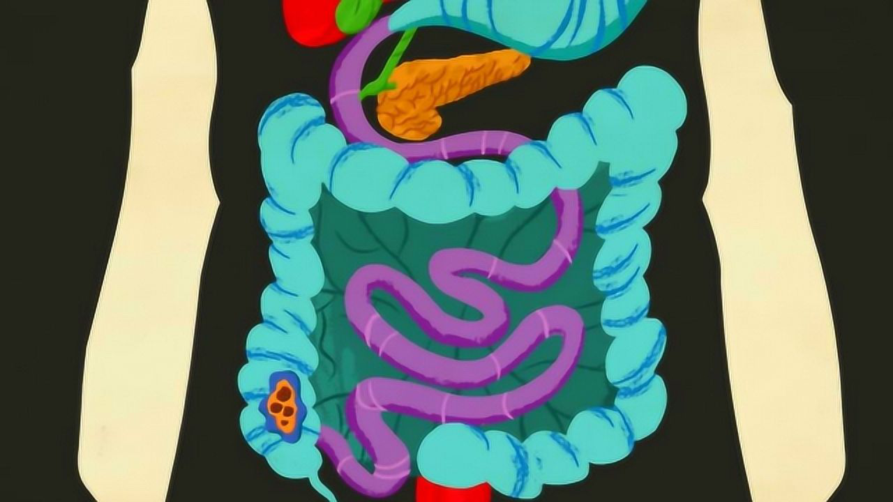 肠子是怎么工作的3d演示肠蠕动过程看完瞬间有点肚子疼