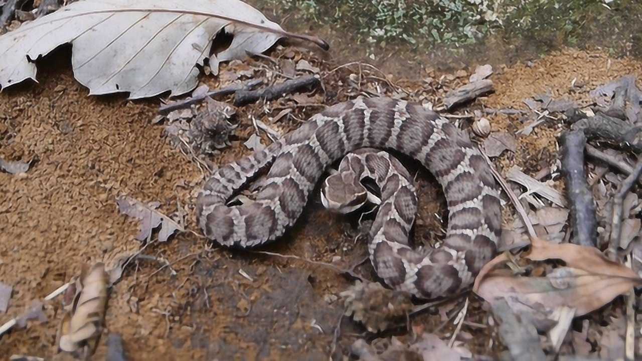 白眉蝮蛇这种蛇不光没怎么伤过人而且还救过不少人
