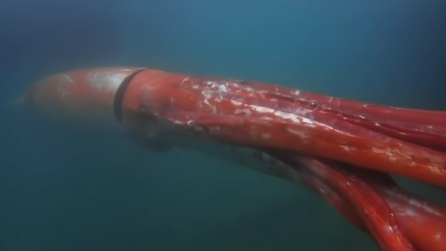 巨型章鱼大战鲨鱼，场面非常震撼，镜头拍下全过程