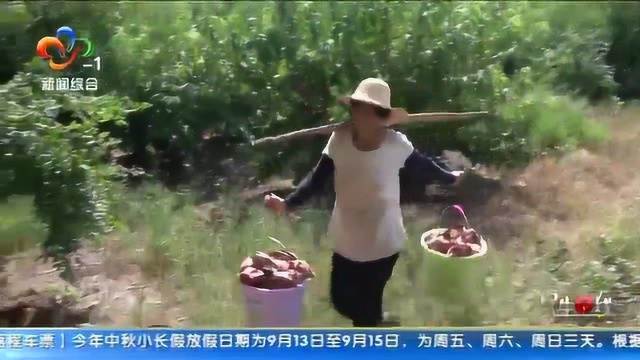 桃中贵族“皇蜜桃”在汉面市,有人专程开车去农民家中采购