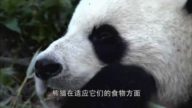 熊猫本是食肉动物,后来变成食草动物,但它的胃并不适合处理植物