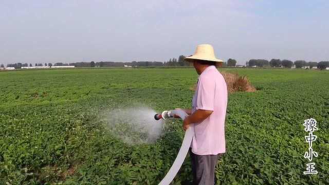 河南正阳花生大县连续干旱,农民都在抗旱浇水,希望能有好收成