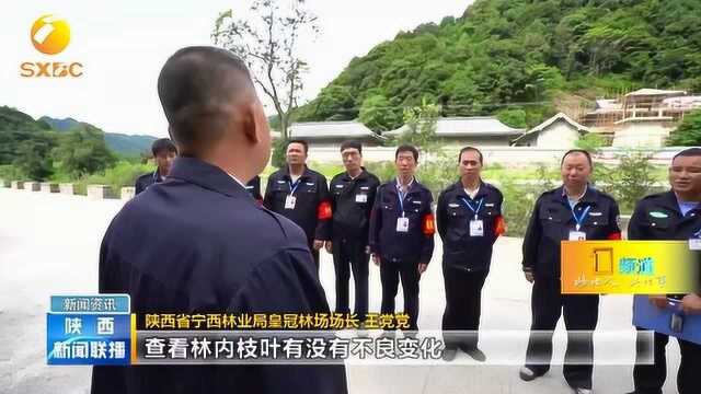 陕西省林业部门把生态空间作为主战场,守护秦岭生态安全