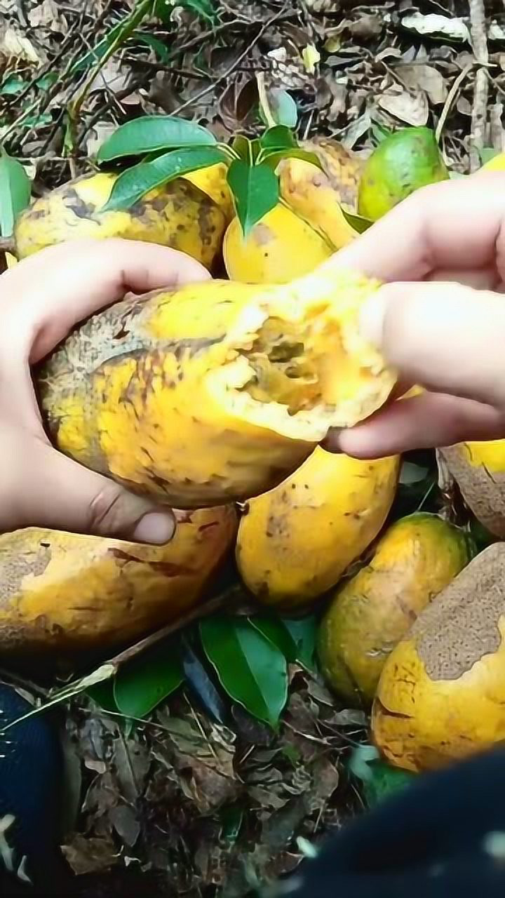 野生水果,是芒果还是百香果,分不清楚