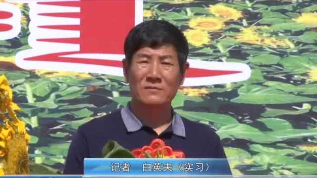 宝日勿苏镇举办首届葵花节