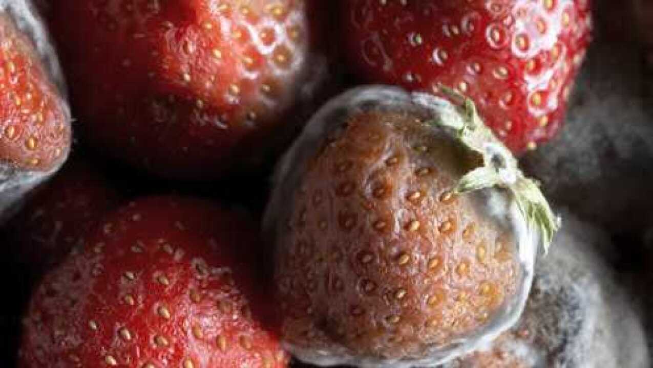 食物是怎么变质发霉的镜头记录发霉全过程一起来看下