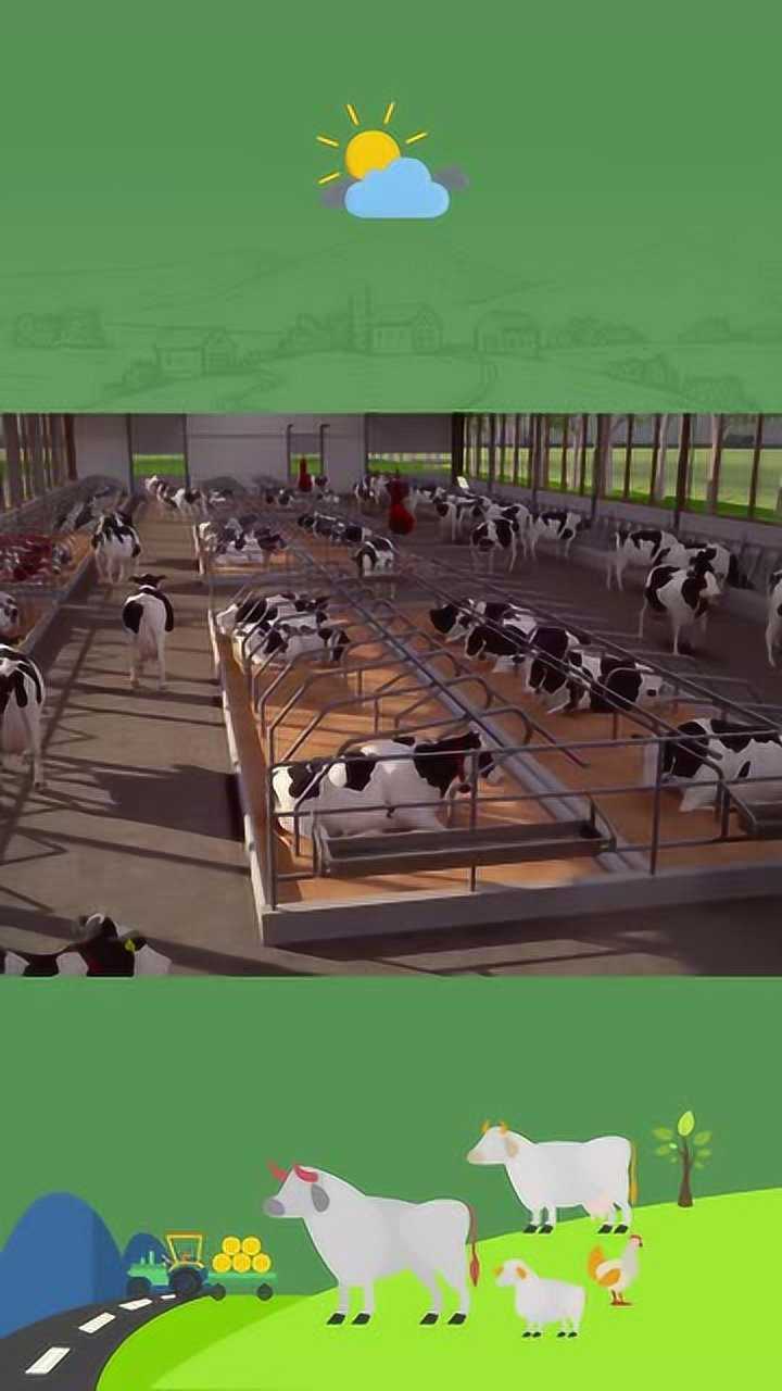 国际自动化养牛场1人就可管理整个牧场全程自动化