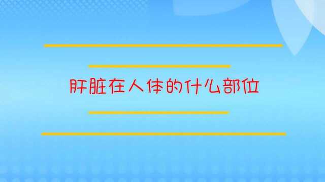 肝脏在人体的什么部位?