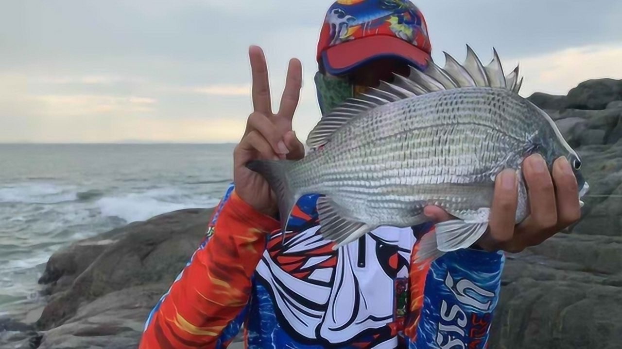 趕海磯釣偶遇黃雞魚黑鯛群天啊把我都釣麻木了釣怕了