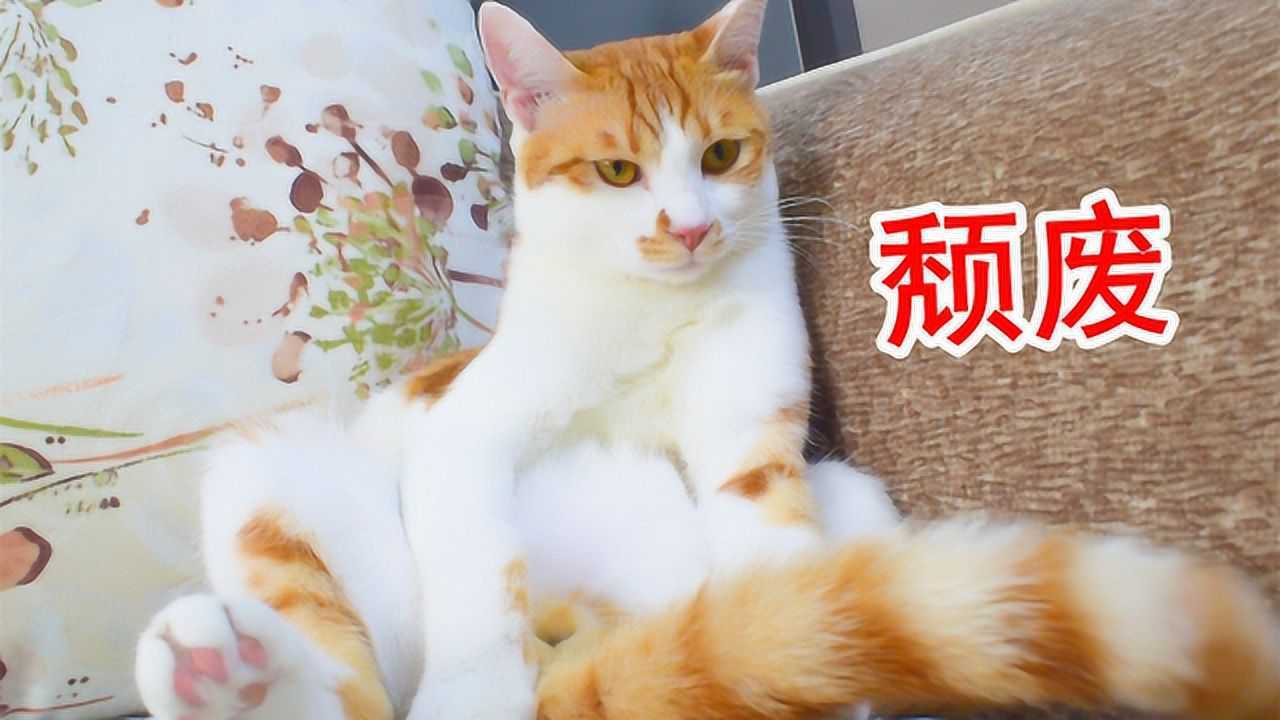 小橘猫突然呆坐在沙发上，心事重重，我该不该上去问问？ 高清1080p在线观看平台 腾讯视频