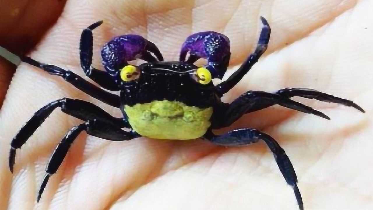 世界上最可怕的螃蟹,名为吸血鬼蟹,网友:螃蟹也会吸血吗?