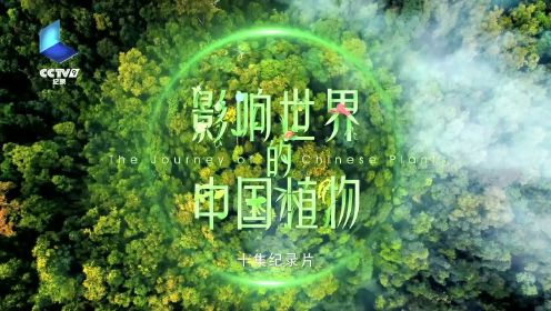 《影响世界的中国植物》宣传片—董卿