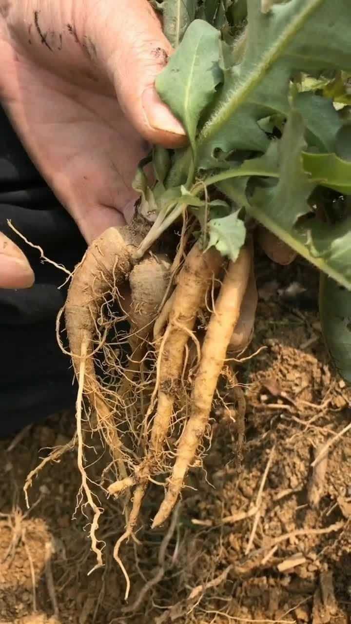 苦苣菜,又名苦菜,苦荬菜,小鹅菜,其嫩叶可生食