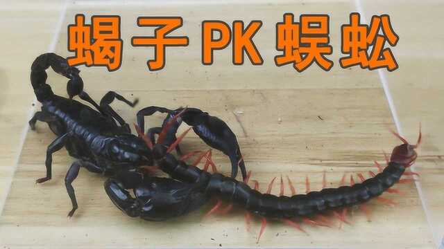 蝎子PK蜈蚣,猜猜谁会赢得这场战斗?