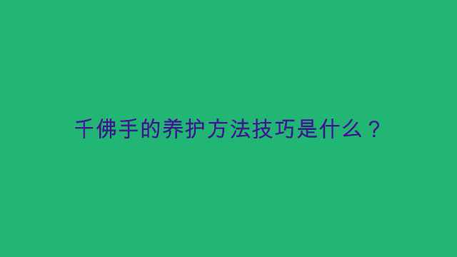 千佛手的养护方法技巧是什么?