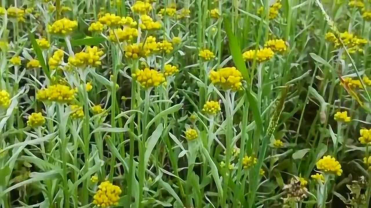 水牛花图片 腾讯网