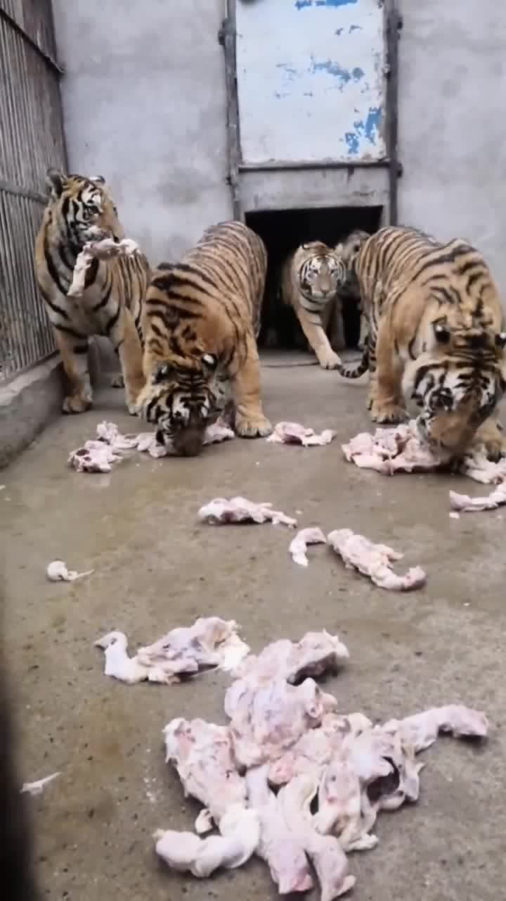 猛虎出笼觅食了,大老虎看起来太猛了