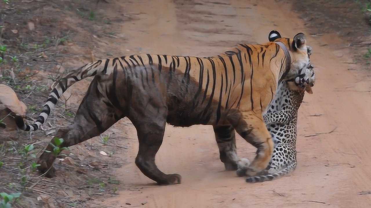 老虎猎杀花豹,一个回合解决战斗,镜头记录全过程!