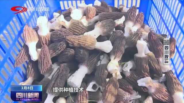 脱贫攻坚进行时——青川:大力发展产业 巩固脱贫攻坚成效