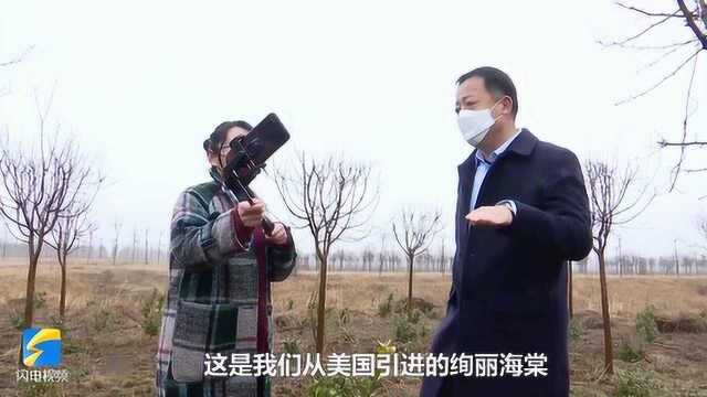 直播签下4000万大单!德州一苗木大户“巧”变销售模式网上卖树