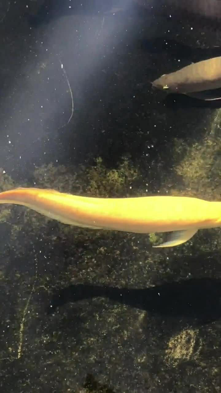 黄金龙鱼这样的品种太稀少了,一定要好好养,寓意吉祥