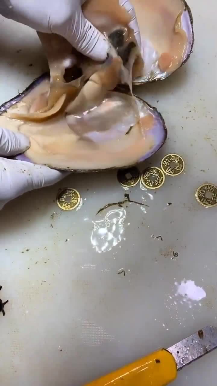 小伙开珍珠蚌开出这种稀缺的珍珠这下发达了