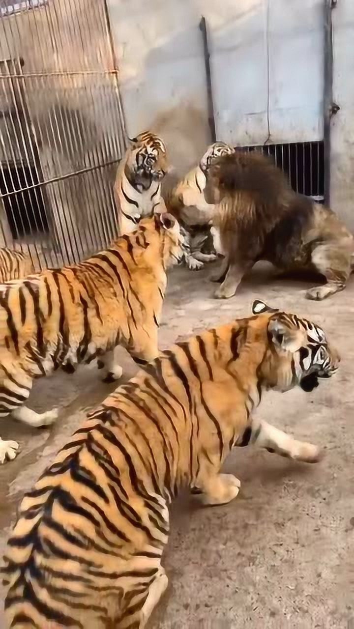 将狮子和数只老虎关一个笼子里面没想到狮子会这么凶猛单挑一群老虎