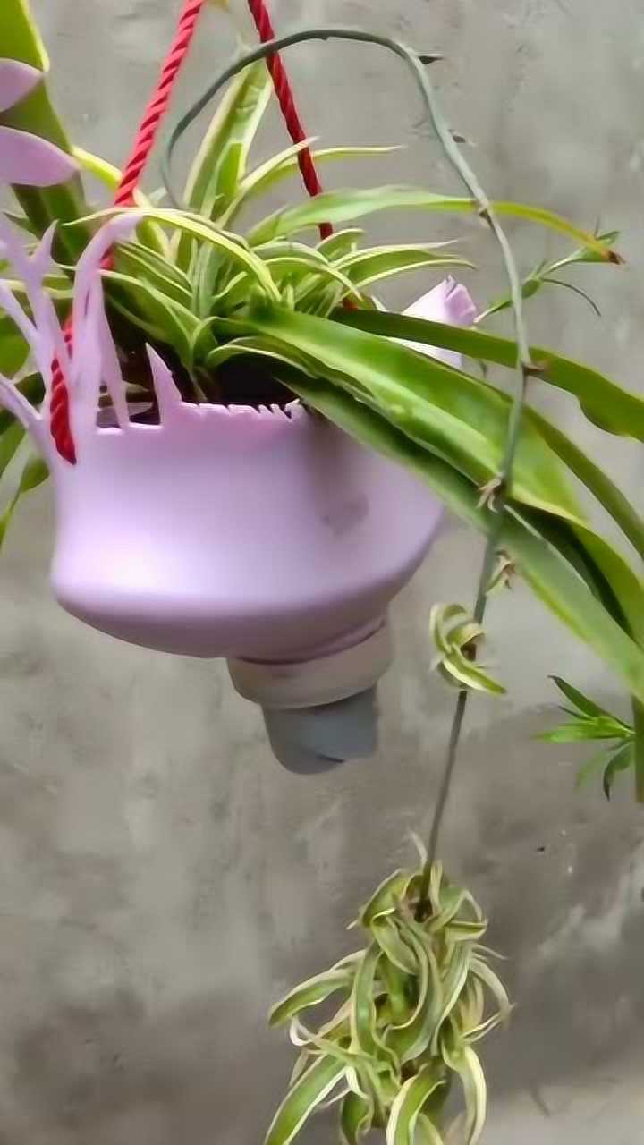 洗衣液壶和矿泉水瓶这样养花省地又好看