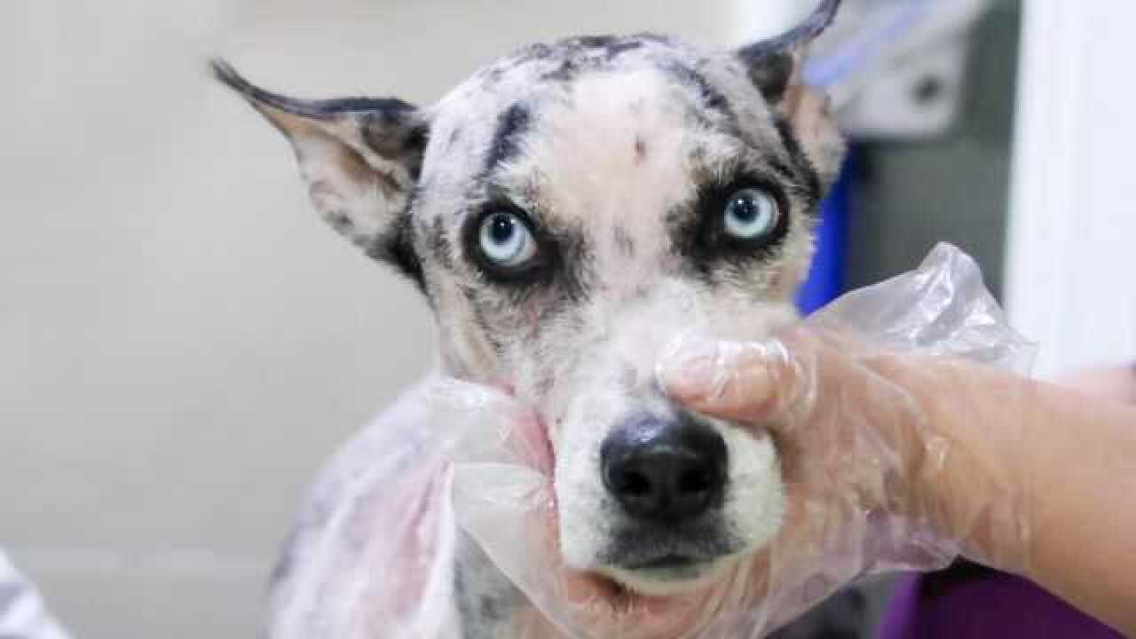 二哈被剃光头,引得路人哈哈大笑,知道原因后他们哭了