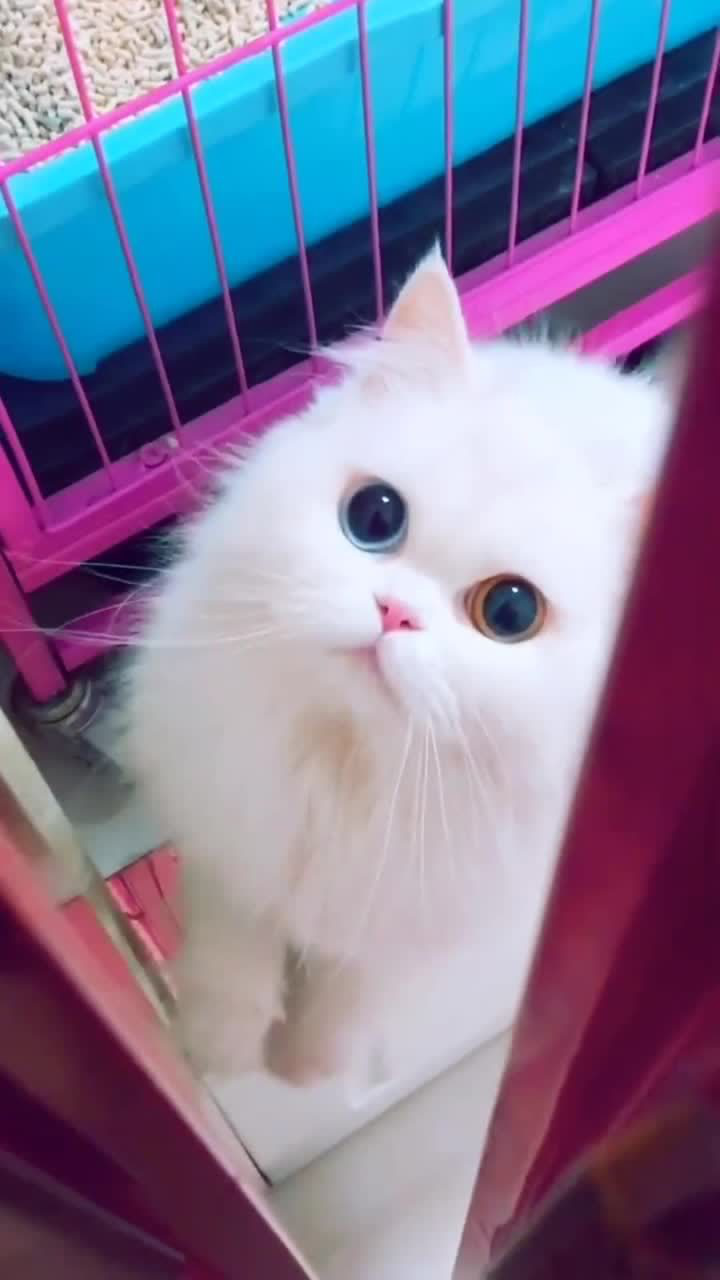 男朋友养的异瞳布偶猫当它望向你的时候眼睛里有星辰大海