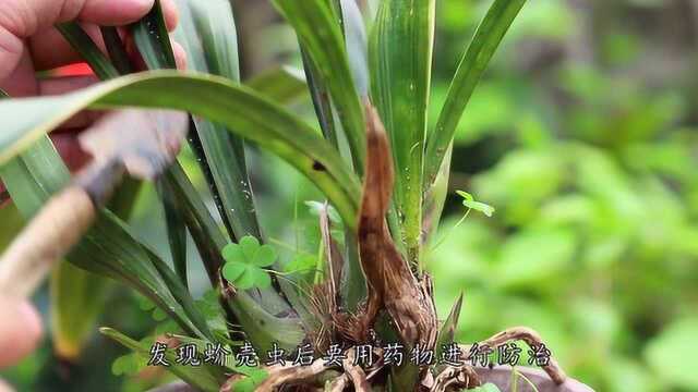 春季蚧壳虫活跃,全都蜷缩在兰叶上,只要运用好两种药物即可根除