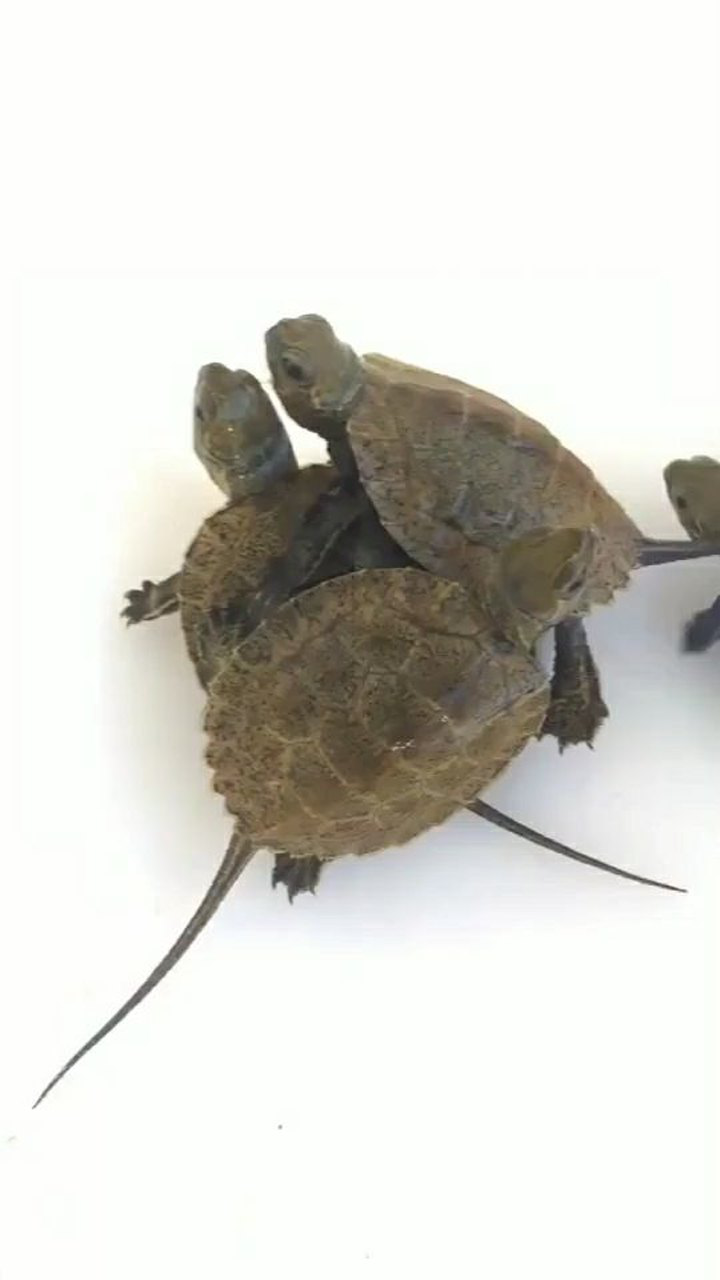 日本石龟和黄喉拟水龟图片