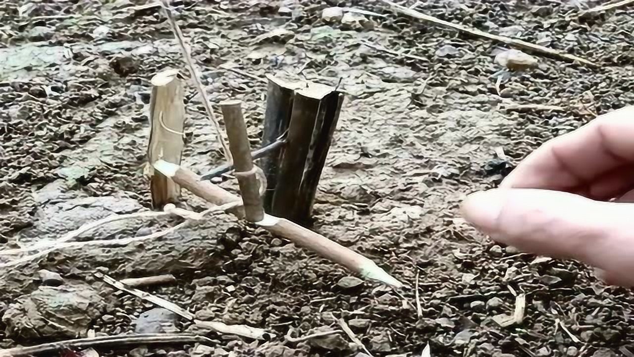 民间高手就地取材简单制作陷阱让猎物无处可逃