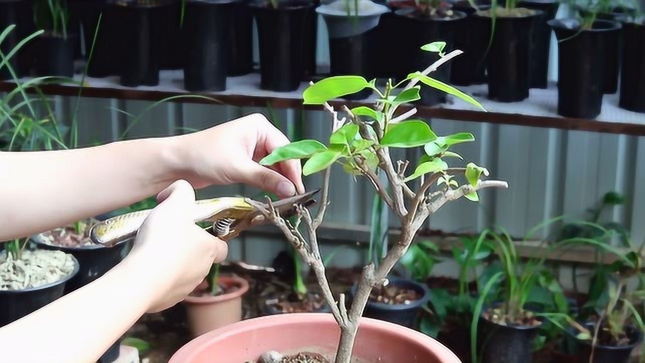 简单2步教会你修剪花败后的三角梅