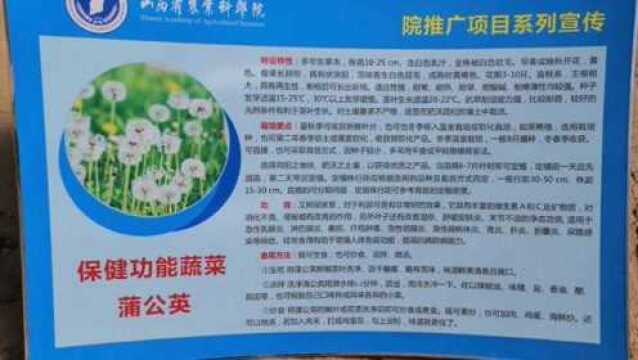 信息所保健蔬菜项目组推荐