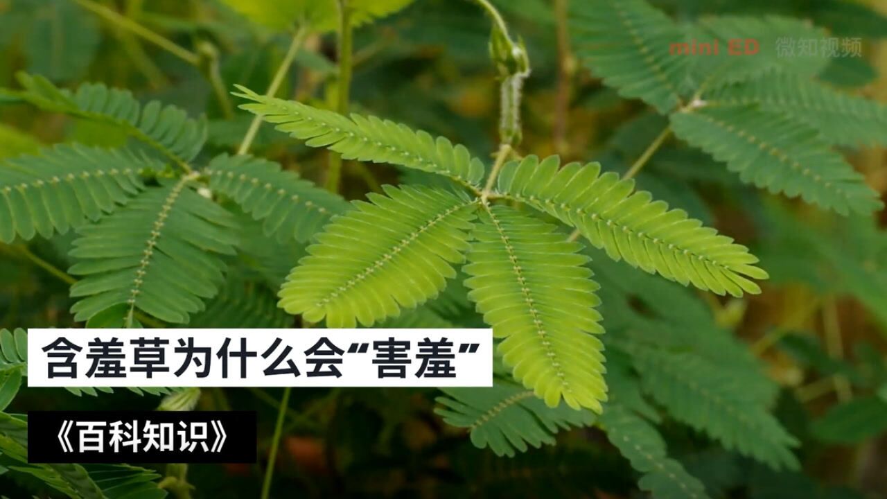 含羞草为什么会"害羞"
