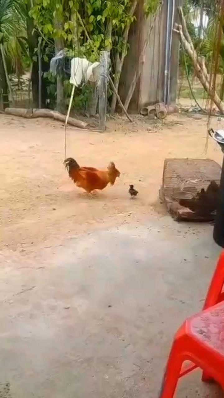 小鸡和大公鸡打架小鸡的气势居然把大公鸡给镇住了