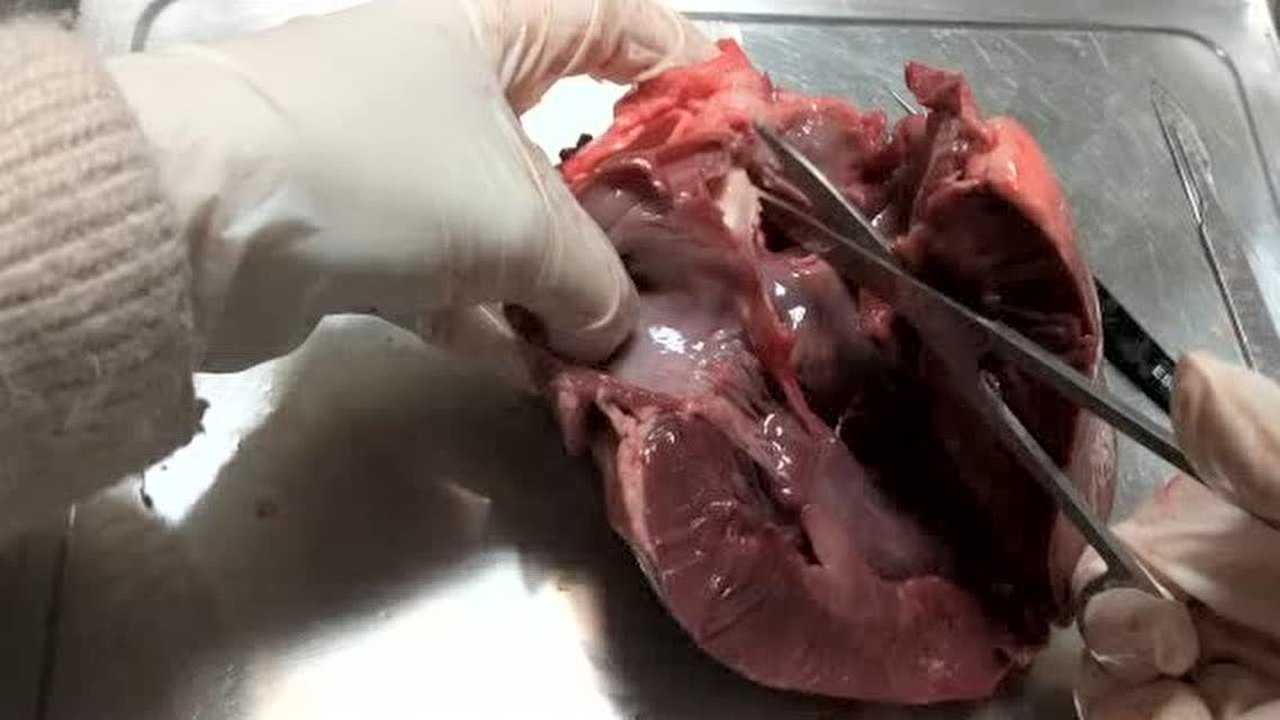 猪心脏的观察与解剖_腾讯视频